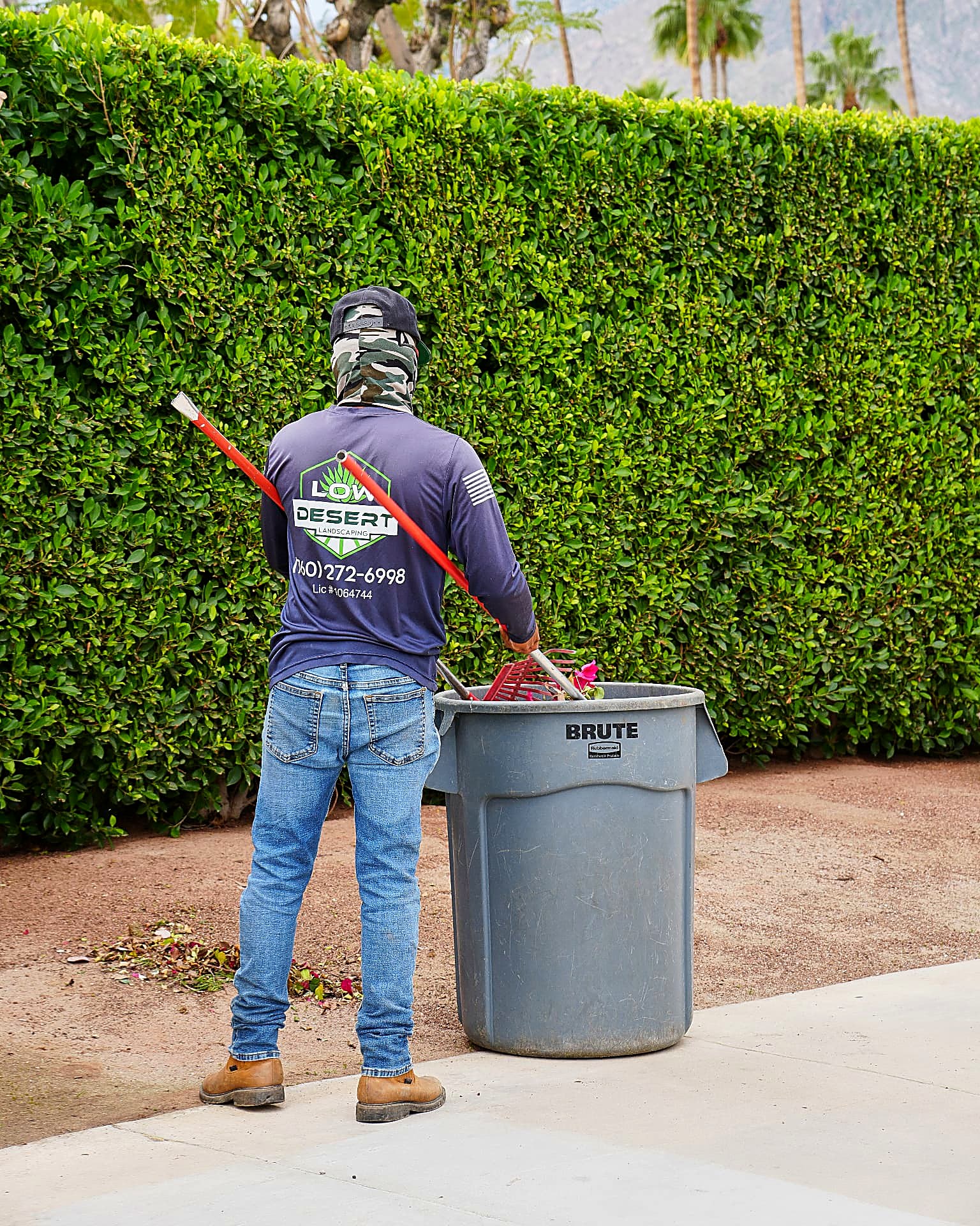 Crew member raking trimmings into a bin along a manicured commercial hedge