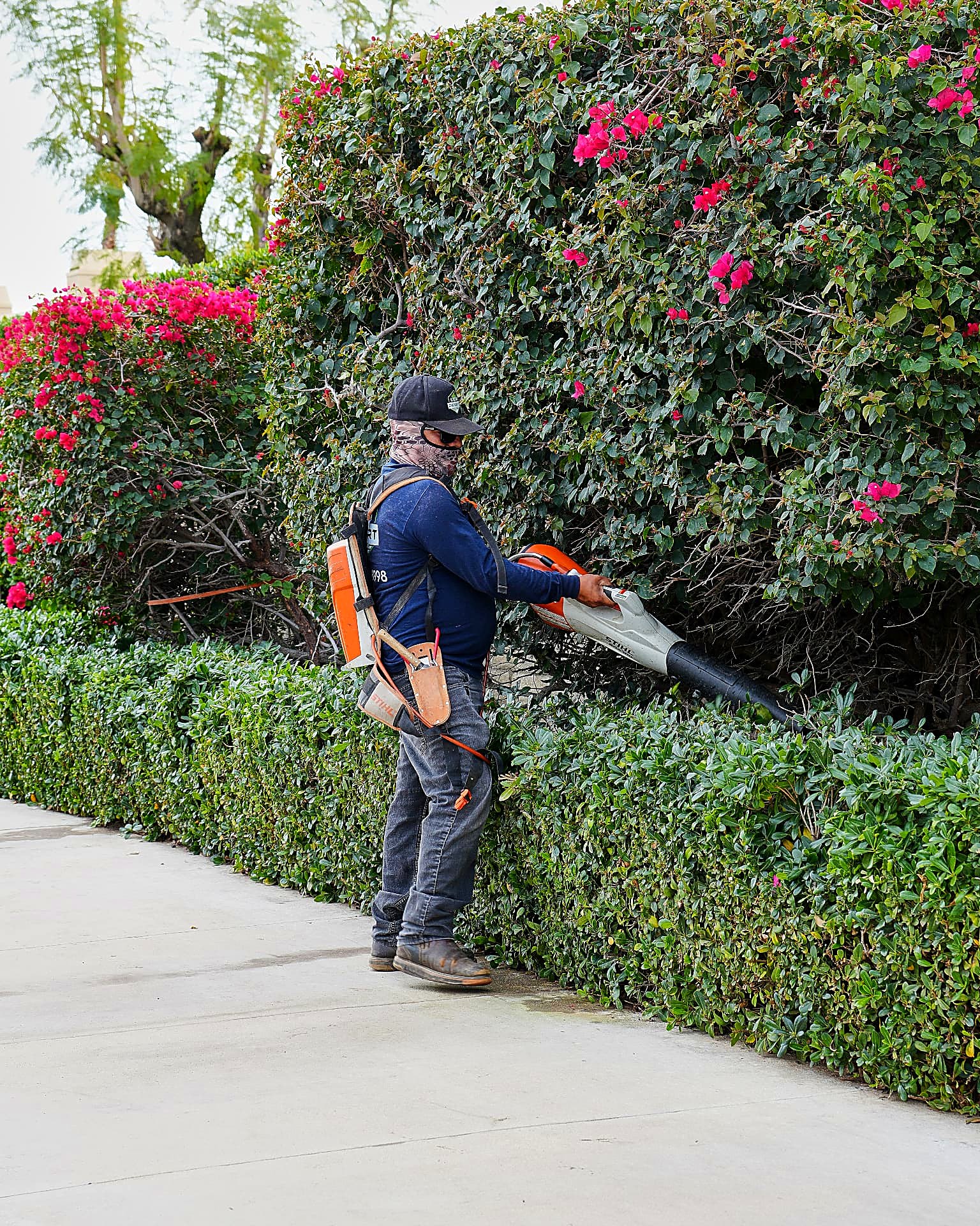 Crew member clearing debris from a hedge line with a backpack blower