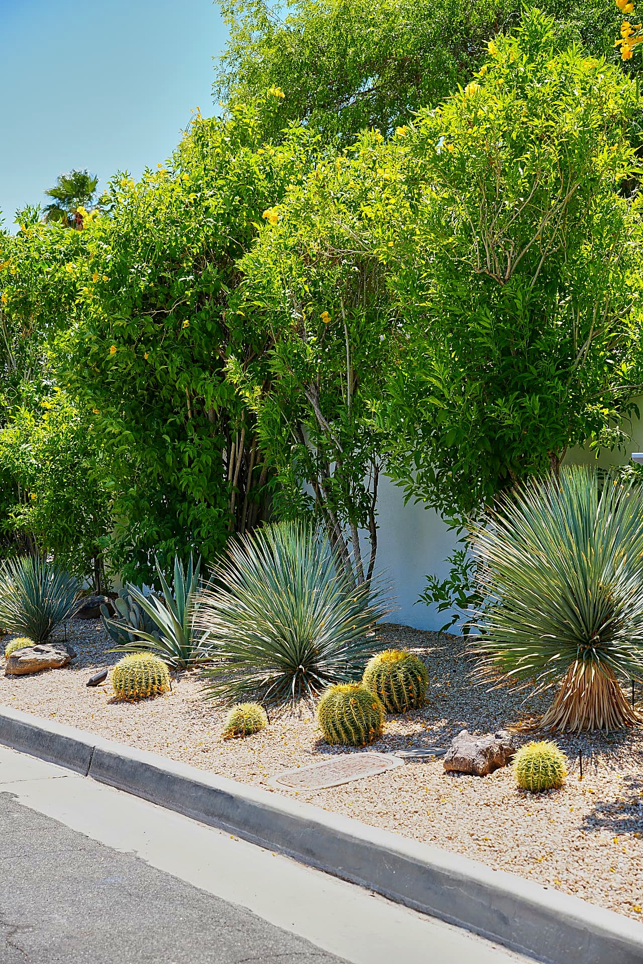 Streetside yucca and golden barrel cactus planting
