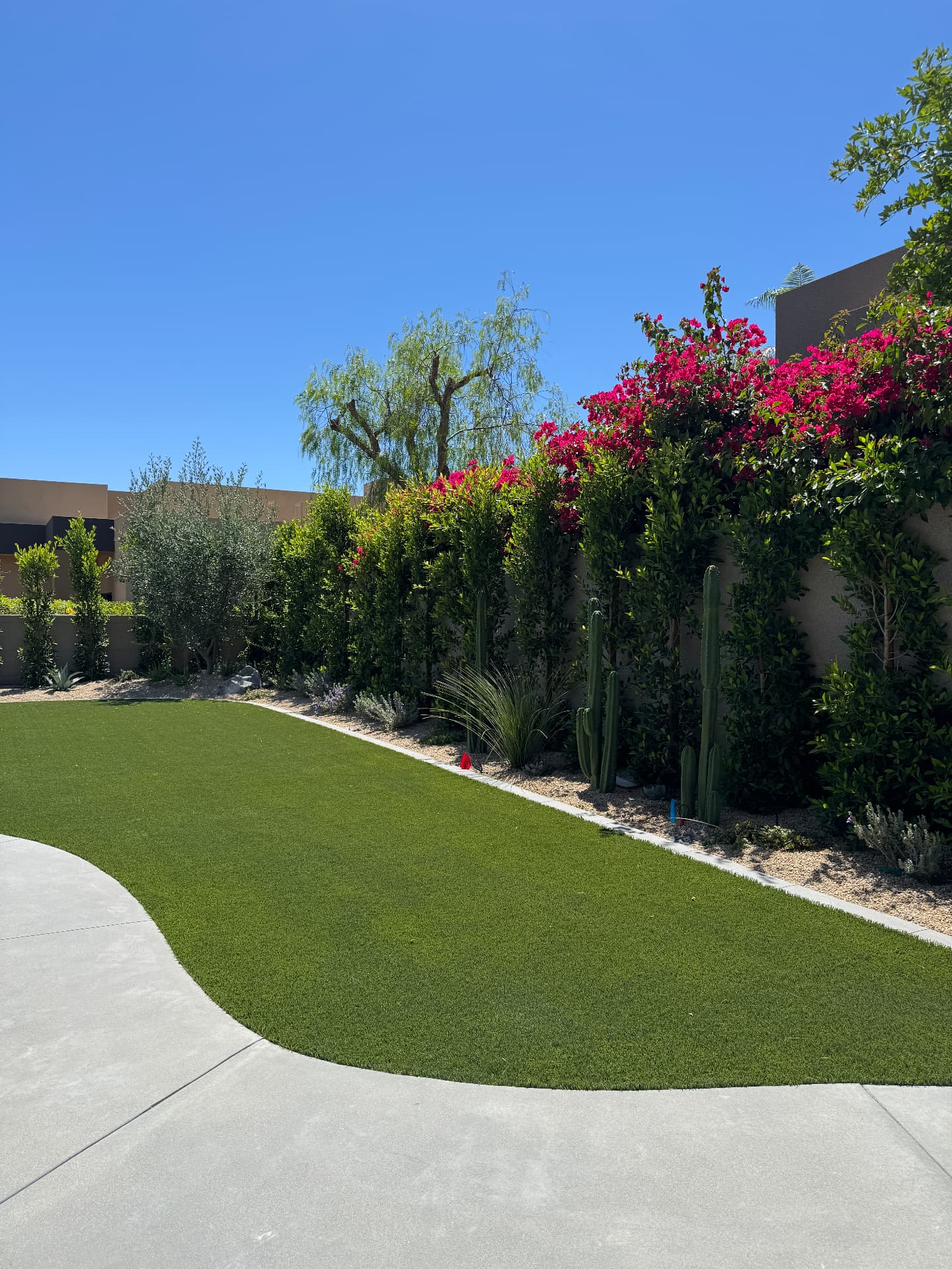 Curved artificial turf edge beside a bougainvillea hedge and cactus border
