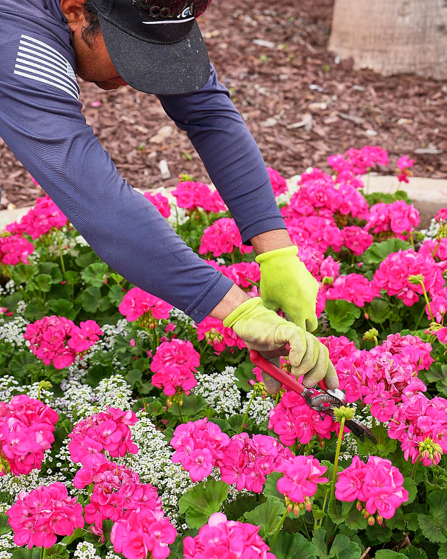 Close-up of deadheading bright pink geraniums with hand pruners