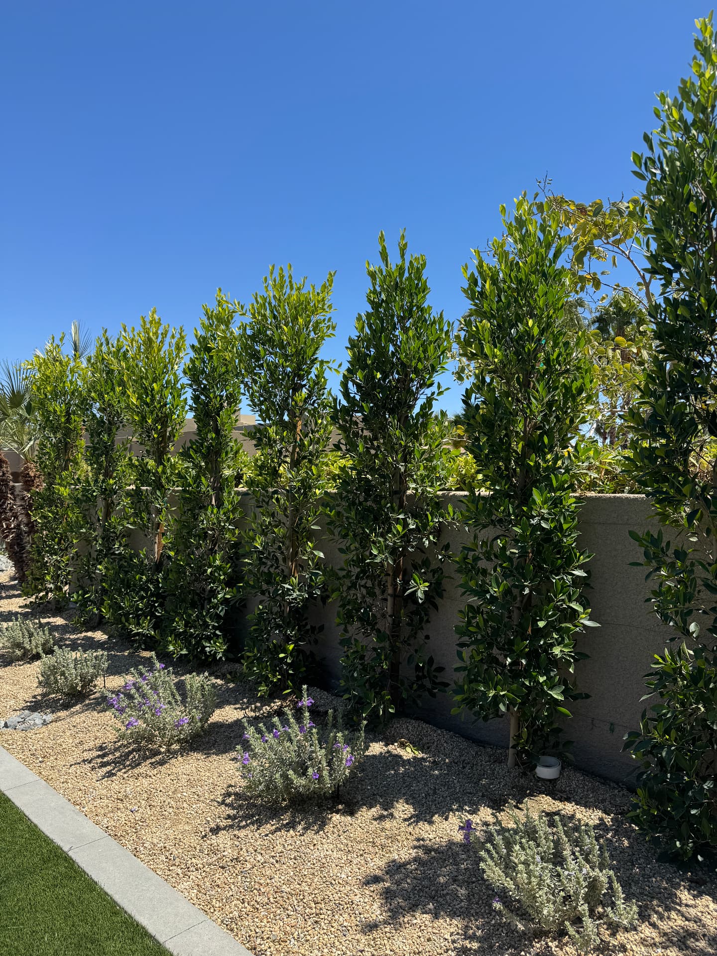 Freshly trimmed privacy hedge over a desert gravel planting bed