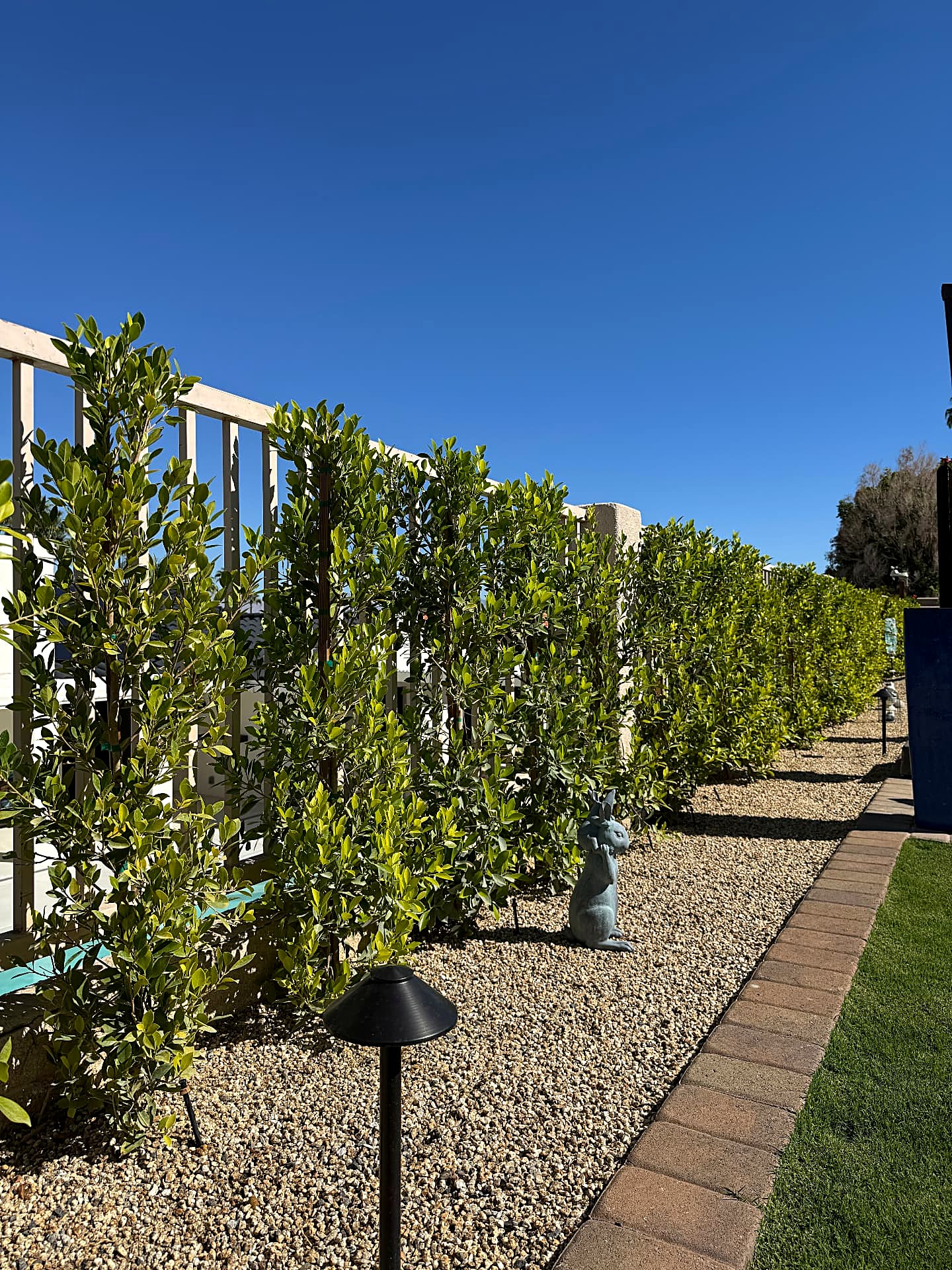 After — fresh hedge row along the pool fence with path lighting over a gravel bed