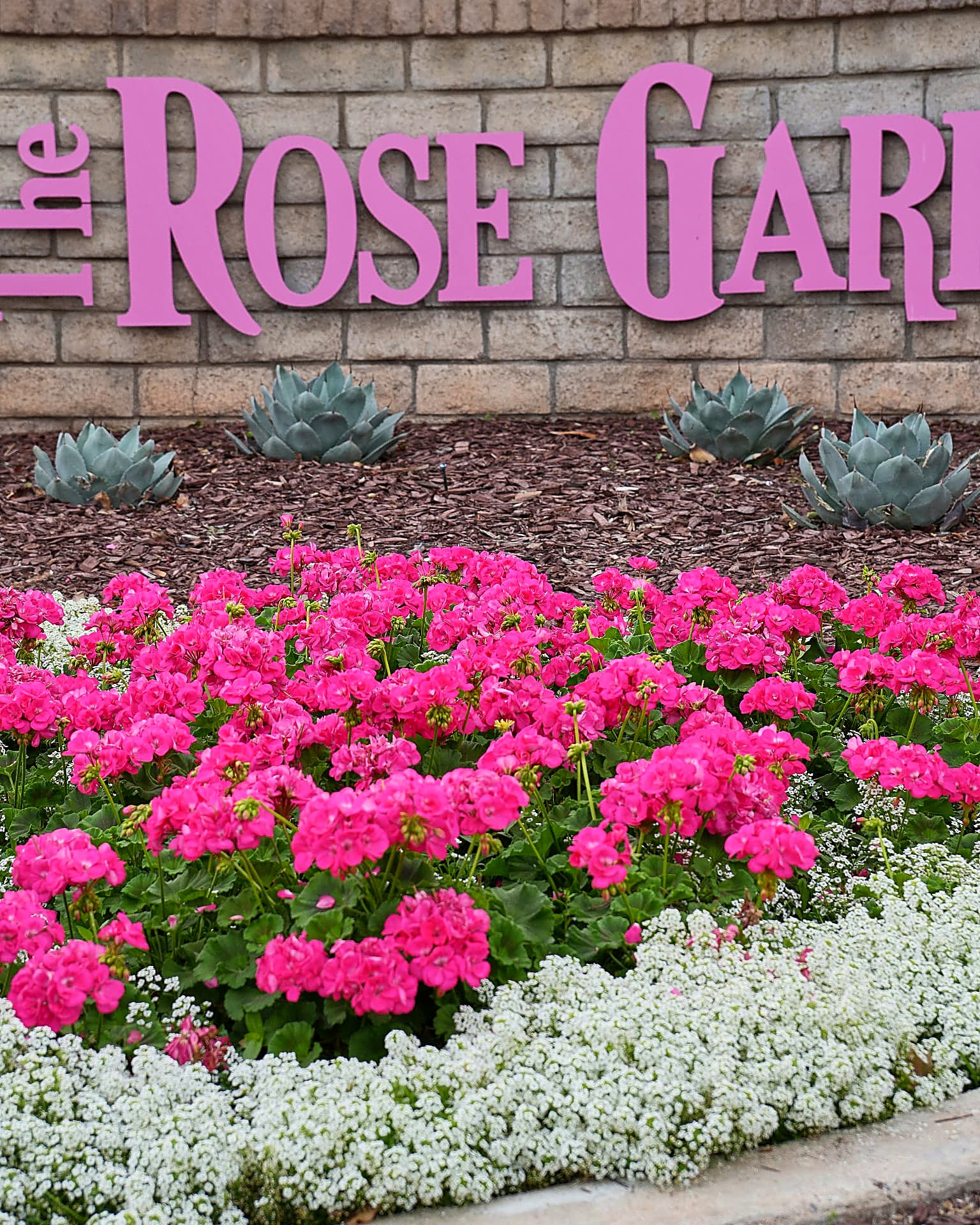Seasonal color bed of pink geraniums and white alyssum at The Rose Garden entrance